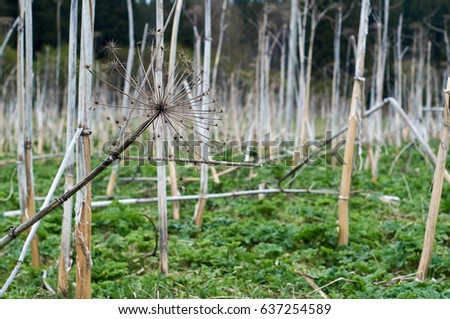Stems of dried giant cow parsnip                              