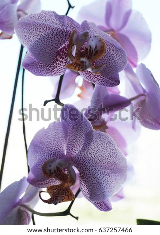 Purple orchid flowers macro photo