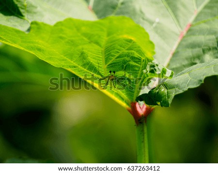 spider on a green leaf.