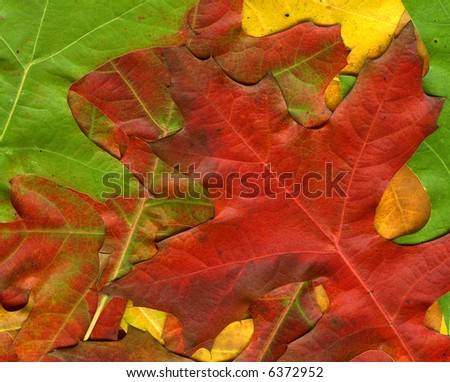 background made of colorful autumn leaves