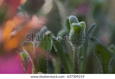 flower bud in blur background
