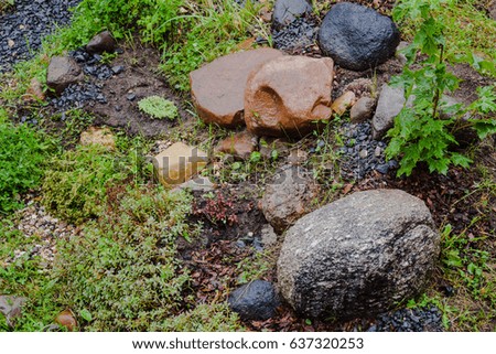 detail of wild summer garden after rain with green plants, rocks and various flowers