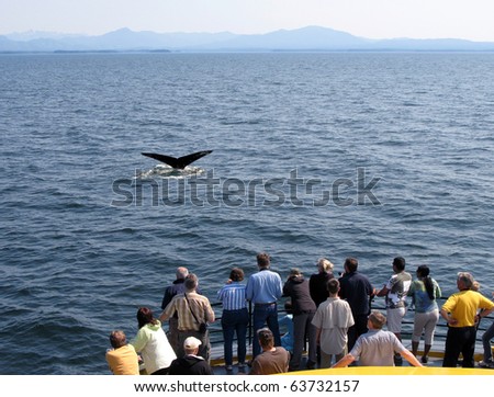 Whale Watching.