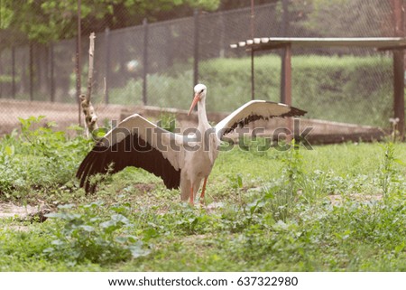 Stork in the zoo