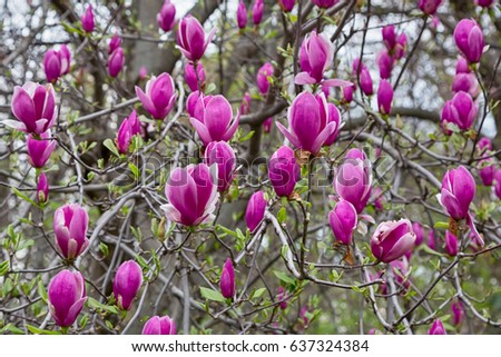 beautiful magnolia pink flowers on branches in sunny park.