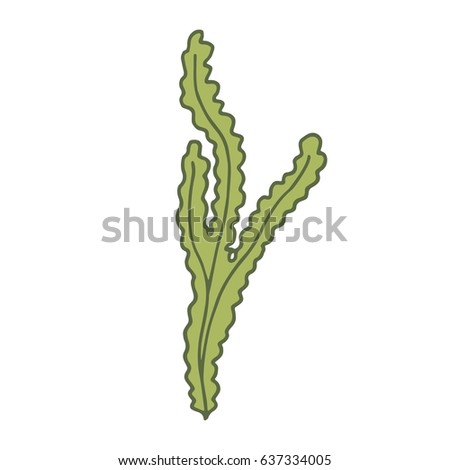 Alga green vector illustration