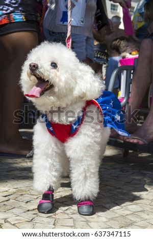 Fluffy white bichon frise dog celebrating carnival dressed up in a superhero costume at the annual "blocão" street party for animals in Rio de Janeiro, Brazil