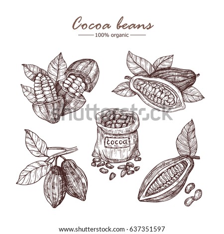 Hand drawn illustration cocoa set. Vector scetch.Vintage illustration. Botanical illustration of engraved cocoa beans.Use for cosmetic package, shop, store, products, identity, branding, label. Royalty-Free Stock Photo #637351597