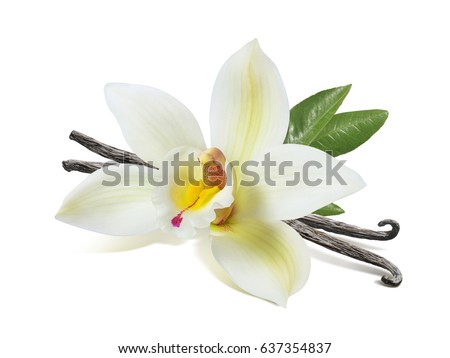 Vanilla flower sticks and leaves isolated on white background as package design element Royalty-Free Stock Photo #637354837