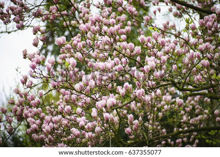 Mysterious spring floral background with blooming pink magnolia flowers