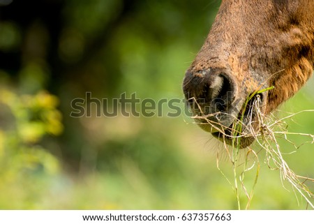 Close-up picture of horse's mouth chewing grass.