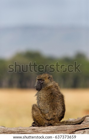 Olive baboon, Masai Mara