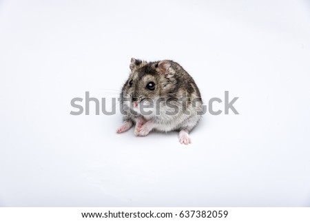 russian hamster in front of white background portrait, hamster,