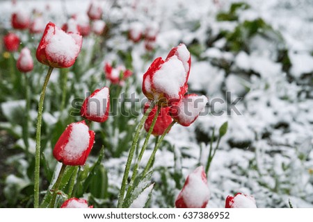 Red beautiful tulips bloom in May snow snowfall