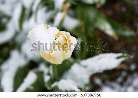 Yellow Bloom tulip beautiful snow in May snowfall