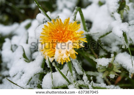 Single dandelion in May of snow, snow snow