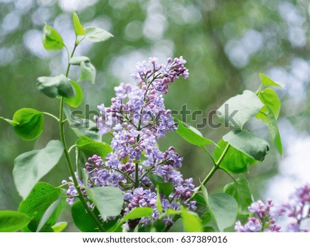 lilacs on a beautiful background