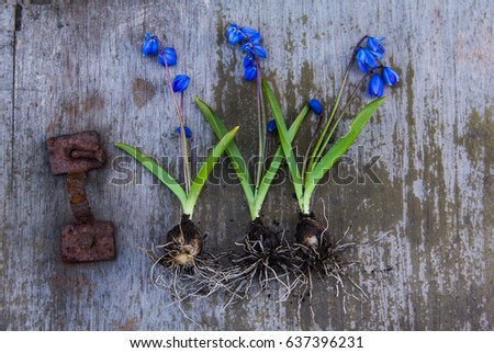 Three blue spring flowers with a lucritsa lying on a wooden background