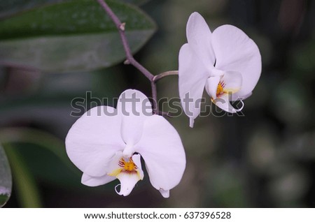 Orchid two flowers white macro photo background