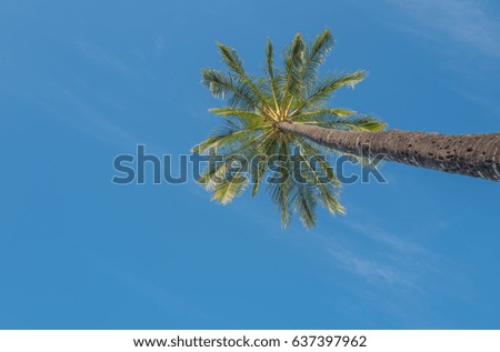 Upward View of a Hawaiian Coconut Palm Tree with a Blue Sky Above.