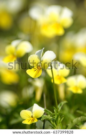 Viola tricolor. Viola arvensis. Flowers pansies on the flowerbed. Shallow depth of field