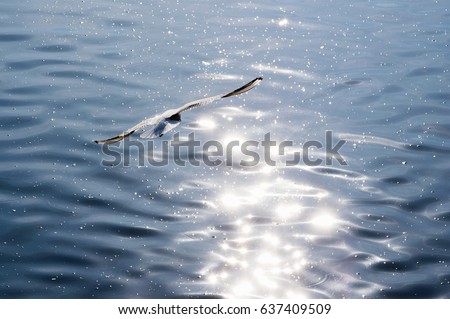 Seagull above the sea to hunt for fish in the glare of the sun
