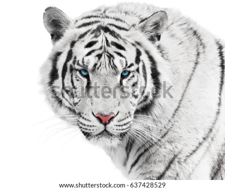 Dangerous white tiger