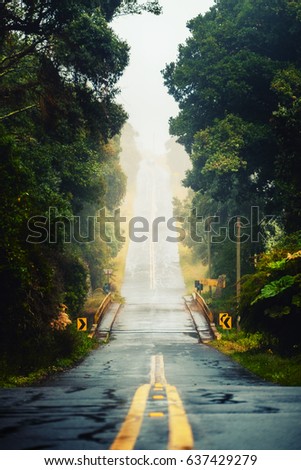 Asphalt road with bridge among a rainforest