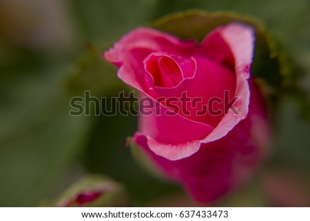 Close up shot of a beautiful red rose flower,