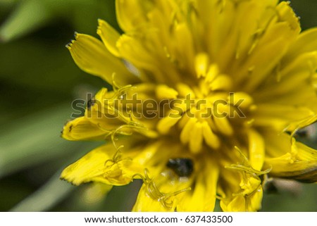 Close up shot of a beautiful yellow flower,