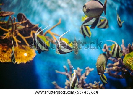 Fish Photos. A comprehensive list of fish photos in the stock photography .