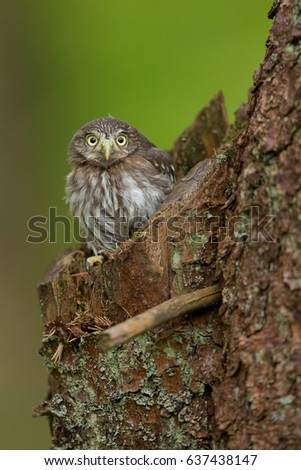 Eurasian pygmy owl (Glaucidium passerinum) is the smallest owl in Europe. It is a dark reddish to greyish-brown, with spotted sides and half of a white ring around the back of the neck.