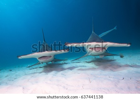 Great hammerhead sharks.