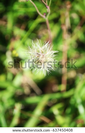 Picture of a dandelion. 