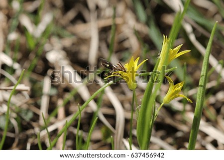 Macro of a bee pollinating a young flower of a yellow lily. A juicy spring snapshot of early-spring plants. Fresh picture of lush grass and flowers. Yellow spots of flowers and a beautiful insect