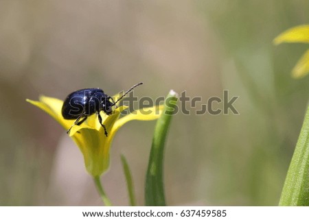 Macro of a beetle pollinating a young flower of a yellow lily. A juicy spring snapshot of early-spring plants. Fresh picture of lush grass and flowers. Yellow spots of flowers and a beautiful insect