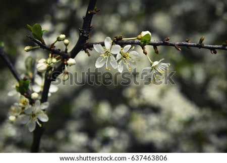 nature spring retro branch with white flowers