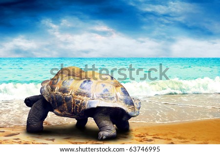 Big Turtle on the tropical oceans beach