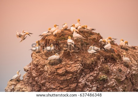 Wild migrating gannets in island Helgoland at sunset, Germany, summer
