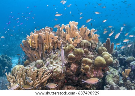 Coral reef in Carbiiean Sea