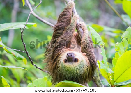 Wild two-toed sloth hanging on tree in Colon Island, Bocas del Toro, Panama.