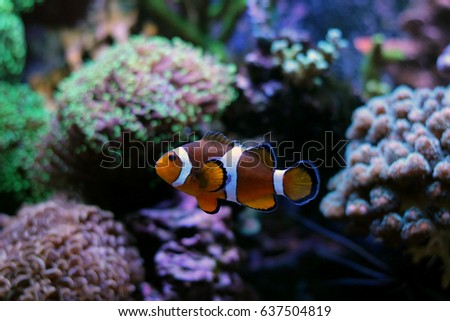 Real Finding Nemo in aquarium 