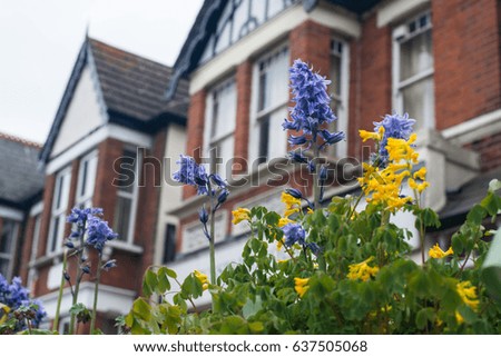 Bluebell flowers. Bluebells. 