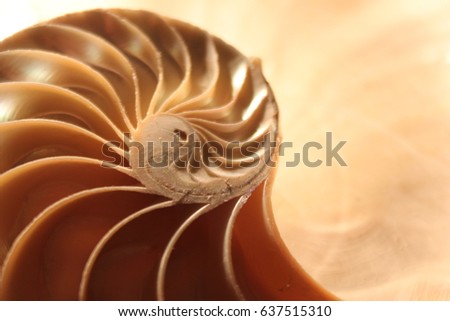 nautilus shell symmetry Fibonacci half cross section spiral golden ratio structure growth close up back lit mother of pearl close up ( pompilius nautilus ) stock, photo, photograph, image, picture 