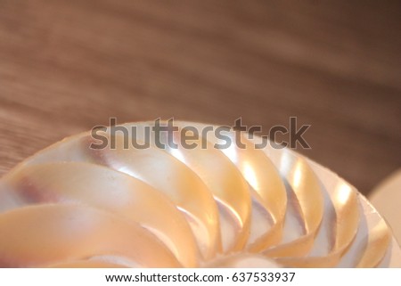 nautilus shell symmetry Fibonacci half cross section spiral golden ratio structure growth close up back lit mother of pearl close up ( pompilius nautilus ) stock, photo, photograph, image, picture, 