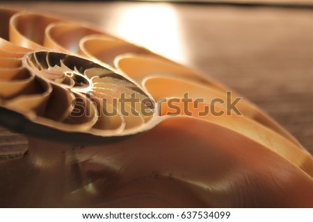 nautilus shell section pearl symmetry Fibonacci spiral sequence half cross section golden ratio structure growth close up back lit mother of pearl close up  pompilius nautilus stock photo photograph