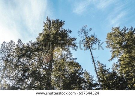 Photo of Trees near Quarry Rock at North Vancouver, BC, Canada