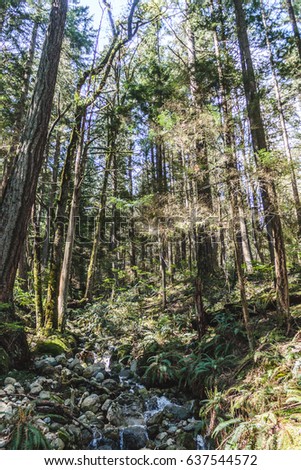 Photo of Baden Powell Trail near Quarry Rock at North Vancouver, BC, Canada