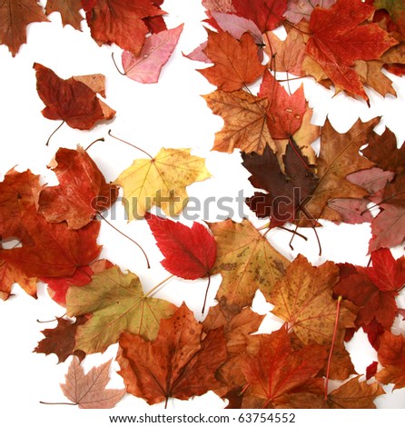 piles of beautiful autumn leaves of gold, red, orange, green, and brown isolated on a white background