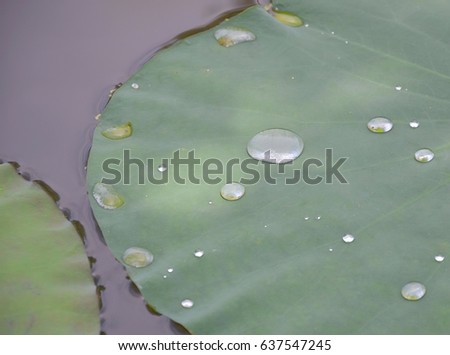 Water rolling on lotus leaf